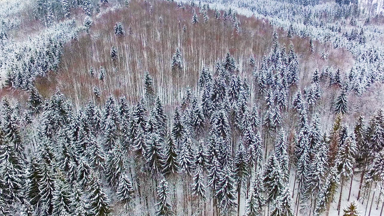 Zimný portrét lesa - Winter portrait of the forest   2018